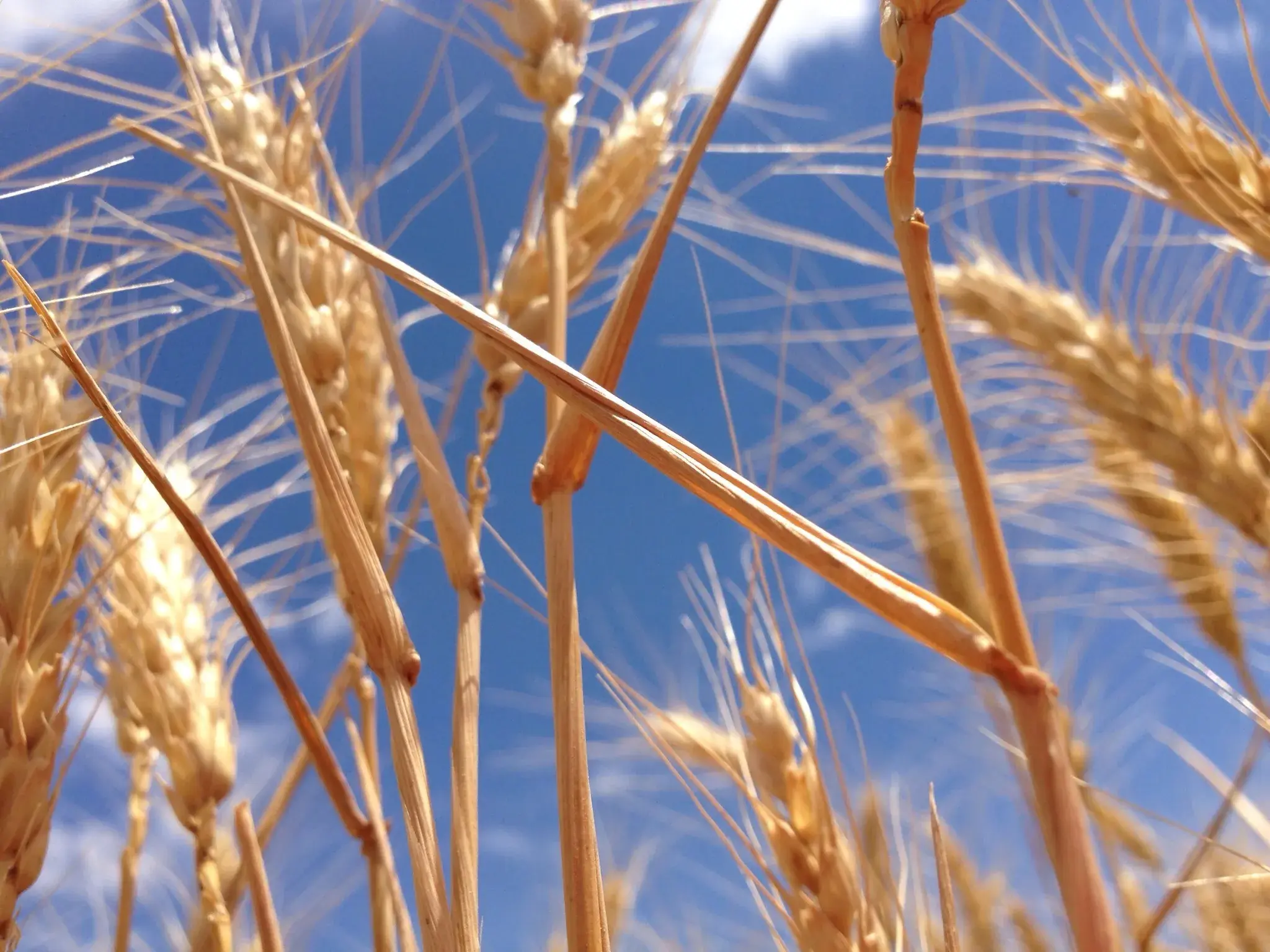 Picture of wheat