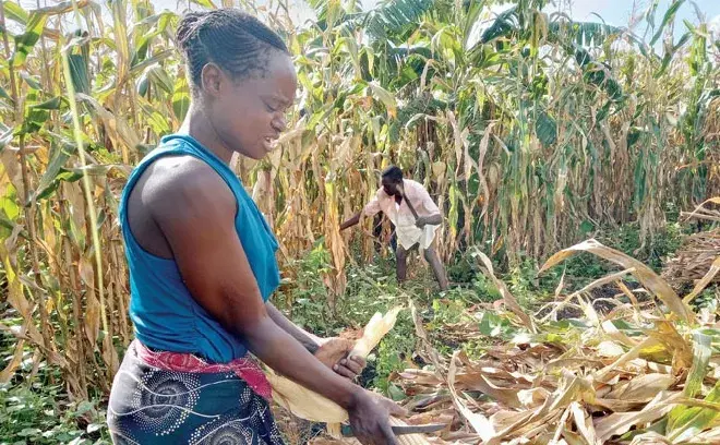 people harvesting