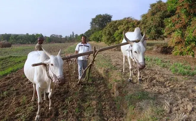660_408_farmer_or_agriculture_3.jpg
