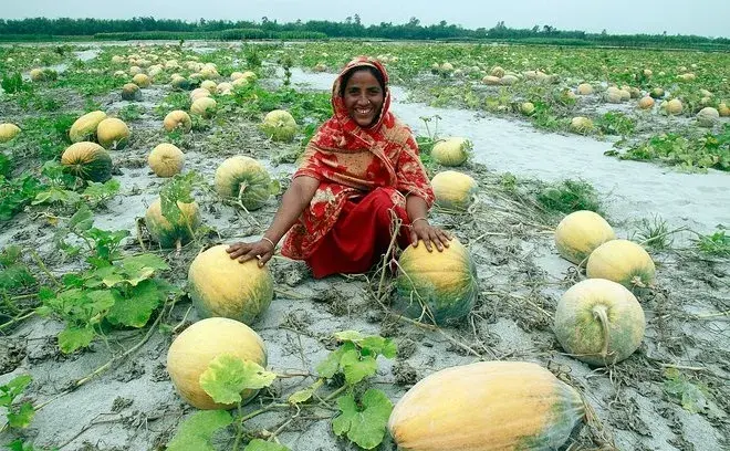 woman sitting in field