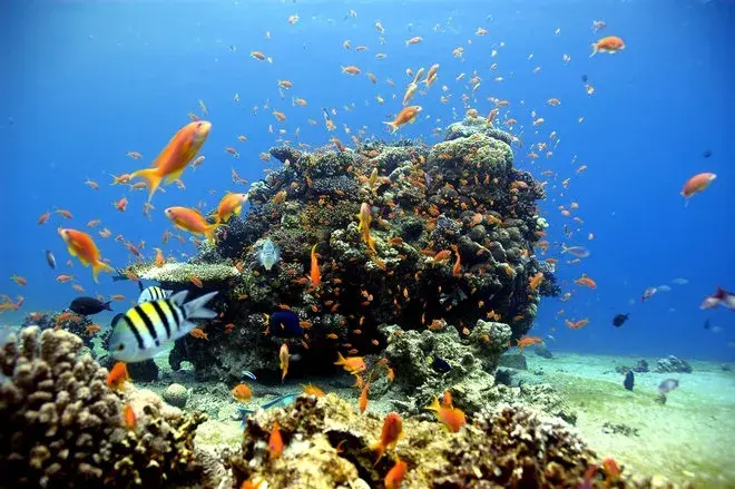 660_coral_reefs.jpg